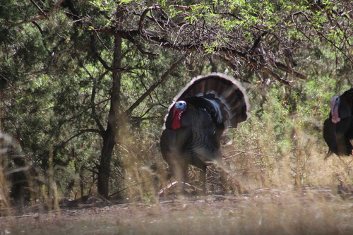 Strutting Turkey in the field