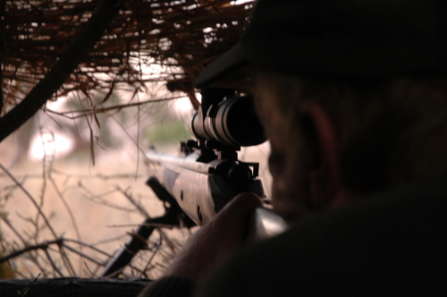 leopard blind, hunting in a blind