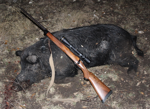 Wild Boar, Wild Hog, Texas Hunting